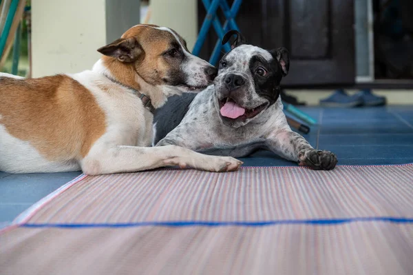 Imagen Dos Perros Diferentes Especies Cuidan Entre Durmiendo Juntos Concepto — Foto de Stock