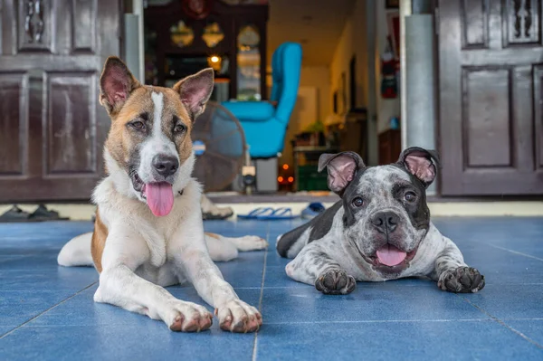 Imagen Dos Perros Diferentes Especies Cuidan Entre Durmiendo Juntos Concepto — Foto de Stock