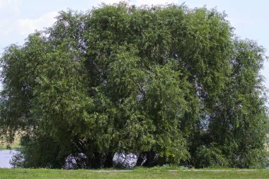 Oka Nehri, Konstantinovo Köyü, Ryazan Oblastı, Rusya üzerinde büyük geniş yeşil ağaç