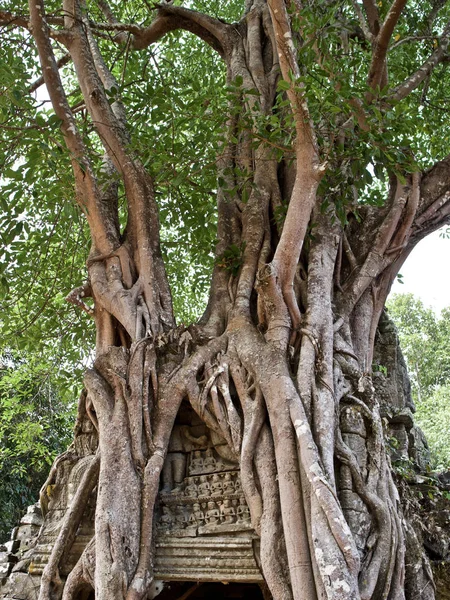 Arbres énormes avec un système racinaire puissant — Photo