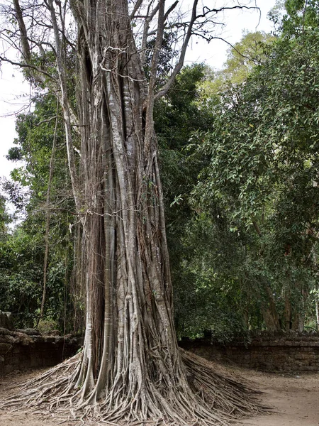 Huge trees with a powerful root system