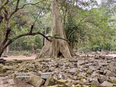 Güçlü bir kök sistemi ile büyük ağaçlar