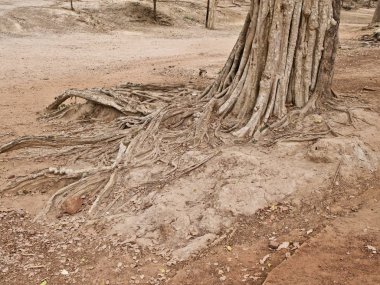 Güçlü bir kök sistemi ile büyük ağaçlar