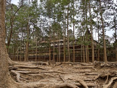 Güçlü bir kök sistemi ile büyük ağaçlar
