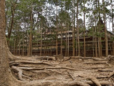 Güçlü bir kök sistemi ile büyük ağaçlar