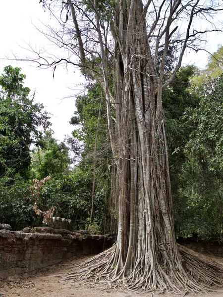 Pohon besar dengan sistem akar yang kuat — Stok Foto