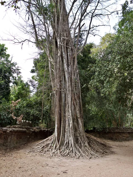 Árboles enormes con un potente sistema radicular — Foto de Stock