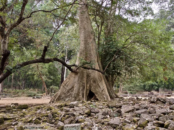 Enorme bomen met een krachtig wortelsysteem — Stockfoto