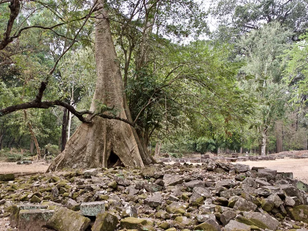 Enorme bomen met een krachtig wortelsysteem — Stockfoto