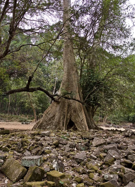 Alberi enormi con un potente apparato radicale — Foto Stock