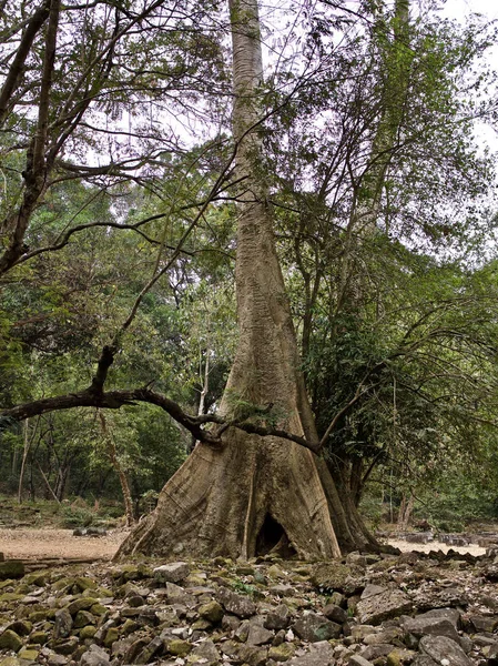 Enorme bomen met een krachtig wortelsysteem — Stockfoto