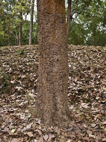 Árboles enormes con un potente sistema radicular — Foto de Stock