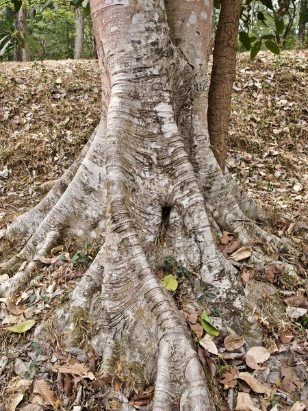 Огромные деревья с мощной корневой системой — стоковое фото