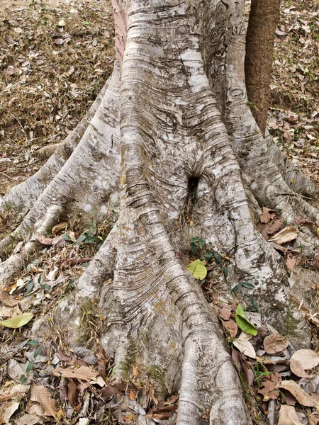 Huge trees with a powerful root system