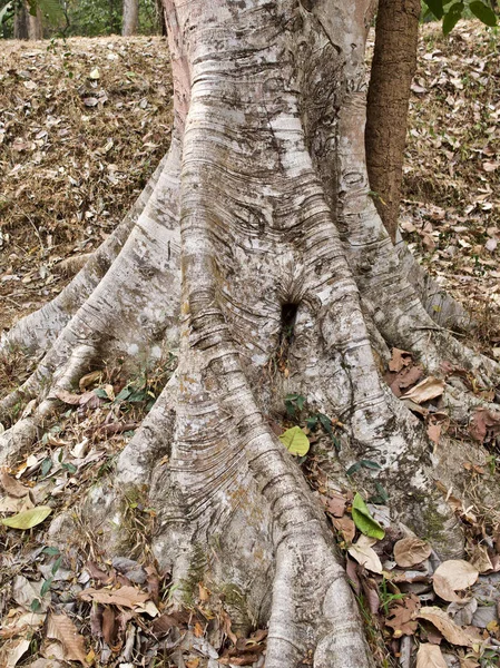 Enorme bomen met een krachtig wortelsysteem — Stockfoto