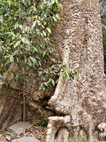 Árvores enormes com um poderoso sistema radicular — Fotografia de Stock