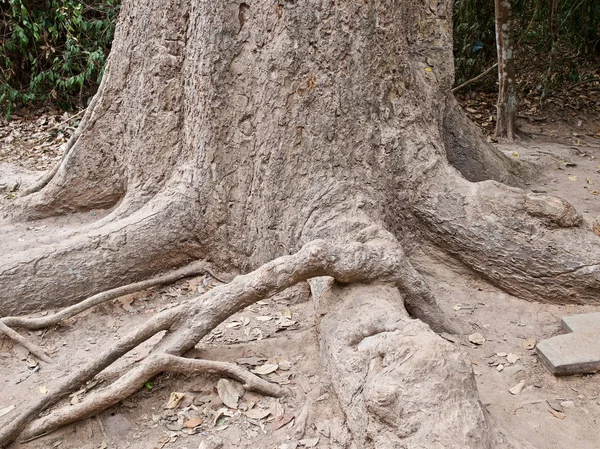 Obrovské stromy se silným kořenovým systémem — Stock fotografie