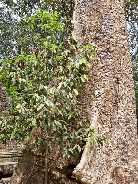 Riesige Bäume mit einem starken Wurzelsystem — Stockfoto