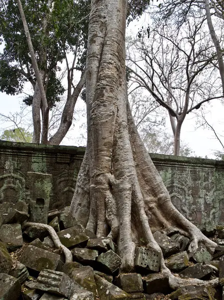 Huge trees with a powerful root system — Stock Photo, Image