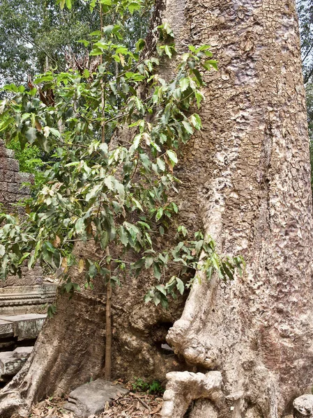 Arbres énormes avec un système racinaire puissant — Photo