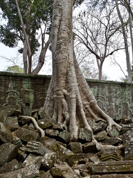 Güçlü bir kök sistemi ile büyük ağaçlar — Stok fotoğraf