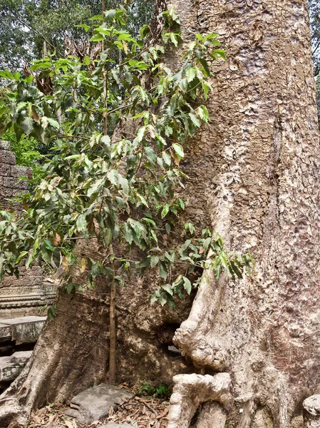 Arbres énormes avec un système racinaire puissant — Photo