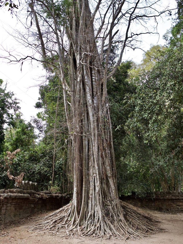 Huge trees with a powerful root system