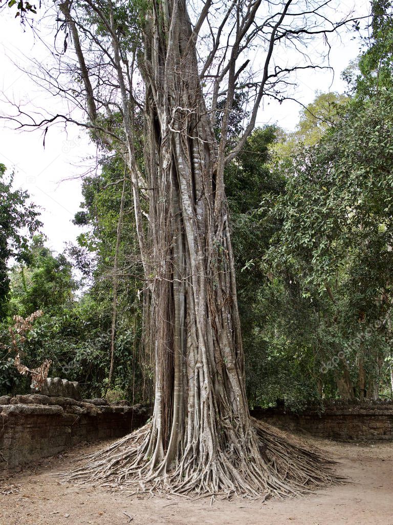 Huge trees with a powerful root system