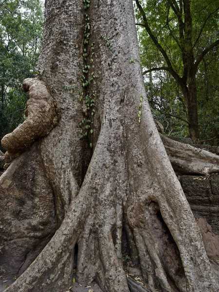 Arbres énormes avec un système racinaire puissant — Photo