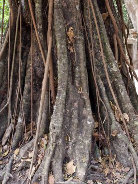 Güçlü bir kök sistemi ile büyük ağaçlar