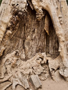 Güçlü bir kök sistemi ile büyük ağaçlar