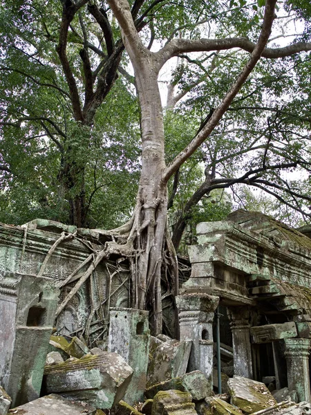 Величезні дерева з потужною кореневою системою — стокове фото