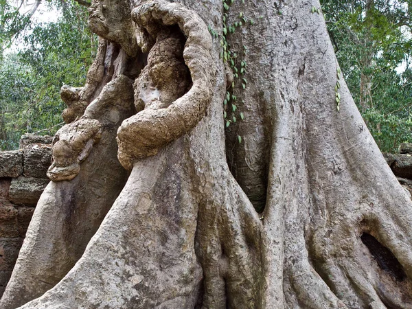 Enorme bomen met een krachtig wortelsysteem — Stockfoto