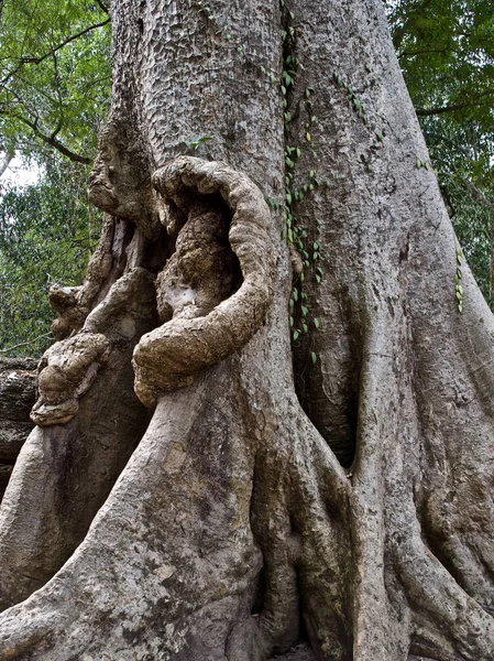 Árvores enormes com um poderoso sistema radicular — Fotografia de Stock