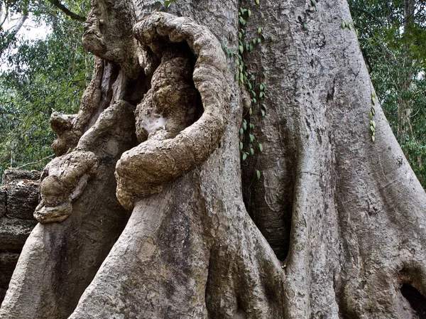 Arbres énormes avec un système racinaire puissant — Photo