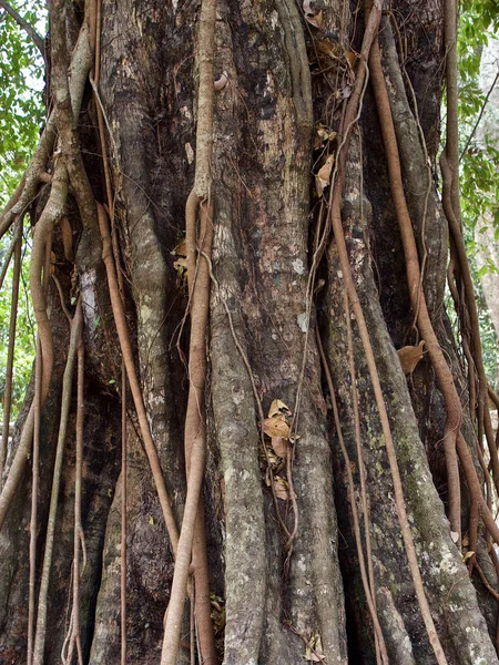 Árboles enormes con un potente sistema radicular — Foto de Stock