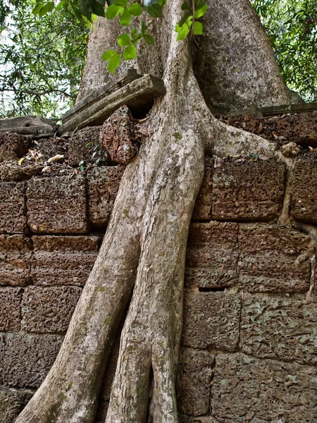 Arbres énormes avec un système racinaire puissant — Photo