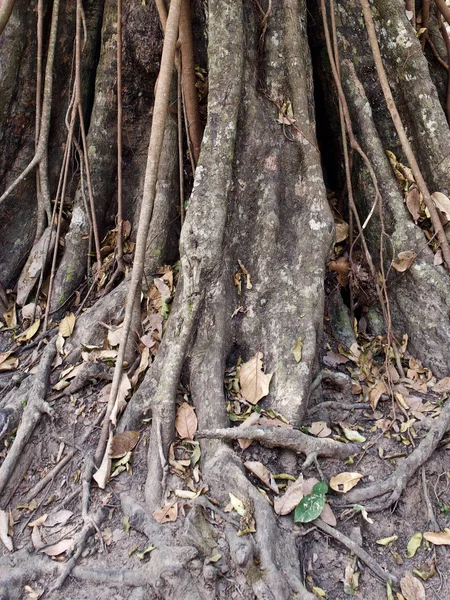 Ogromne drzewa z potężnym systemem korzeniowego — Zdjęcie stockowe