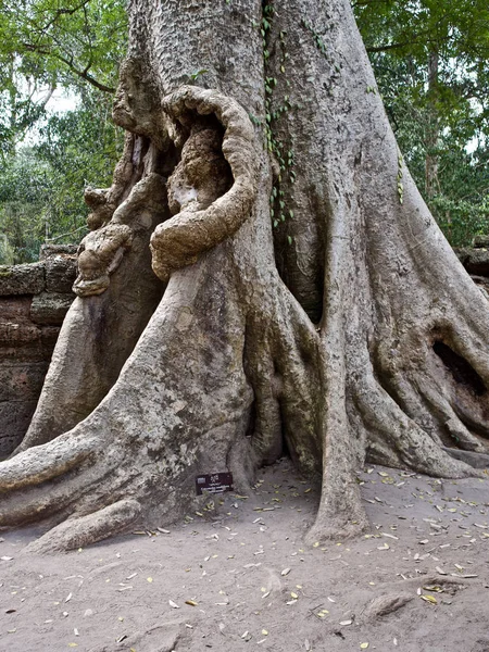 Arbres énormes avec un système racinaire puissant — Photo