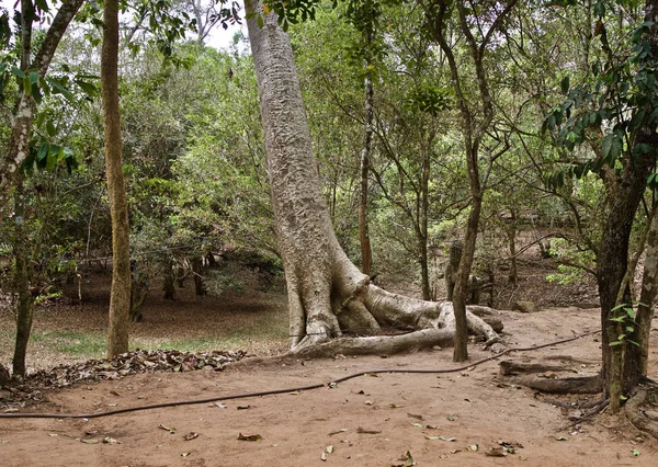 Huge trees with a powerful root system