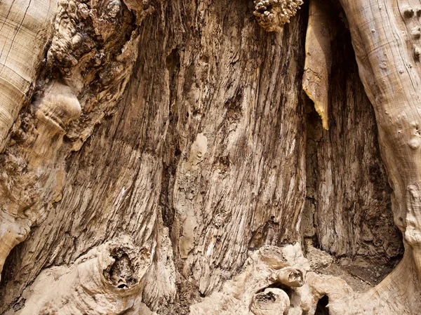 Árvores enormes com um poderoso sistema radicular — Fotografia de Stock