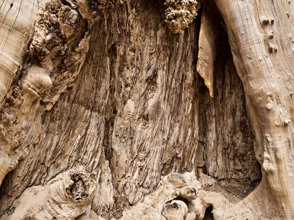 Arbres énormes avec un système racinaire puissant — Photo