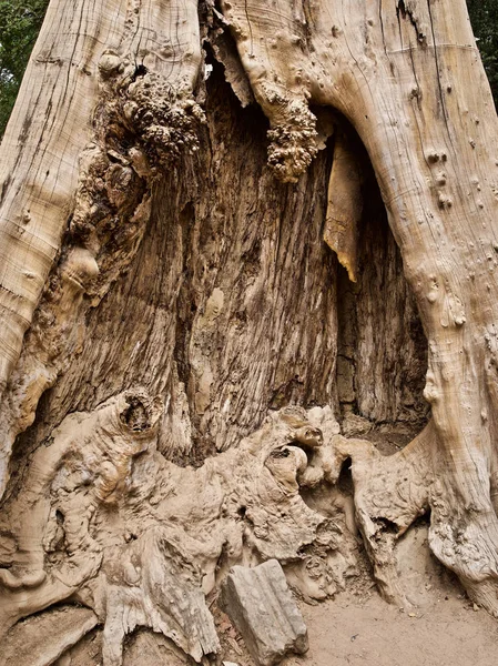 強力なルートシステムを持つ巨大な木 — ストック写真