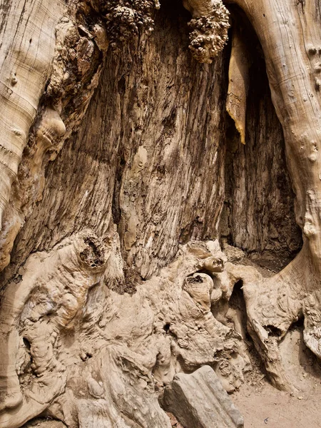 Arbres énormes avec un système racinaire puissant — Photo