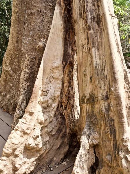 Huge trees with a powerful root system — Stock Photo, Image