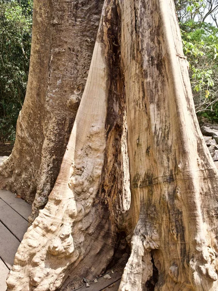 Ogromne drzewa z potężnym systemem korzeniowego — Zdjęcie stockowe