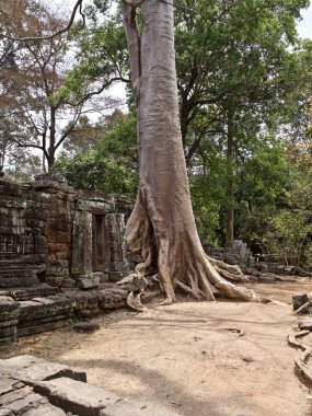 Güçlü bir kök sistemi ile büyük ağaçlar