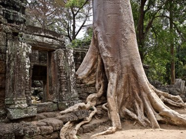 Güçlü bir kök sistemi ile büyük ağaçlar