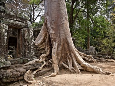 Güçlü bir kök sistemi ile büyük ağaçlar