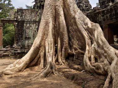 Güçlü bir kök sistemi ile büyük ağaçlar
